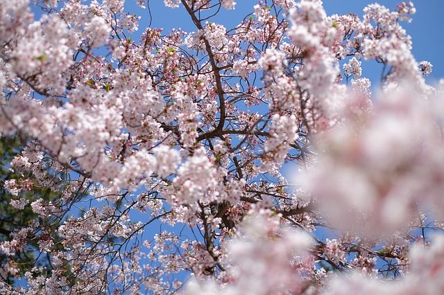 Kwitnienie wiśni w Japonii – kiedy się wybrać?